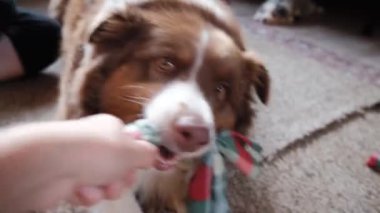4K köpek videosu. Yetişkin Avustralya çoban köpeği kırmızı üç renkli kafasında ince beyaz şeritli yumuşak oyuncak ipi kemiriyor. Köpekle kovalamaca oyna. Avustralyalı insanlarla oynuyor..