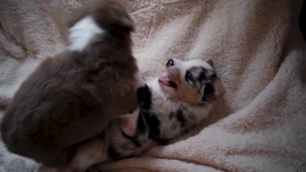 Dos Cachorros Perro Pastor Australiano Tricolor Rojo Azul Juego Merle — Vídeo de stock