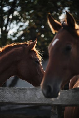 Profilde iki yetişkin, güzel kahverengi aygır fotoğrafı var. Öndeki odak dışı. Far Horse odaklandı. Temiz hava ve safkan aygırlarla at çiftliğinde köy hayatı..