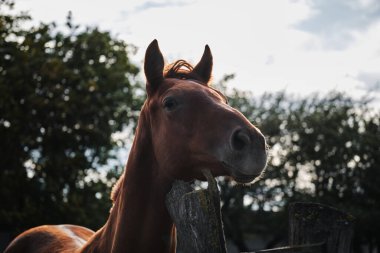 Yetişkin bir siyah aygır çitin arkasında dikiliyor, dikkatlice ileriye bakıyor ve izliyor. At portresi. Temiz hava ve safkan aygırlarla at çiftliğinde köy hayatı..