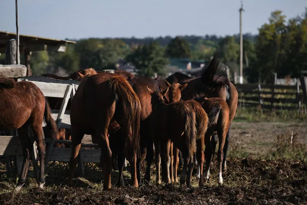 Horse family stands behind fence and eats hay with their asses turned with their tails. Lots of brown little and big foals. Country life in fresh air and horse farm with thoroughbred stallions.