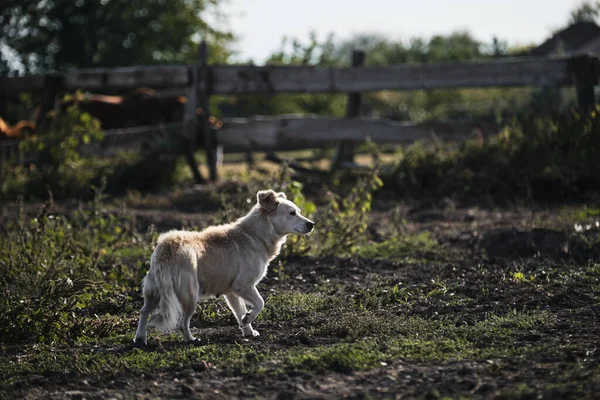 Pequeno Cão Pastor Branco Caminha Guarda Cavalos Pasto Carinhoso Mestiço — Fotografia de Stock