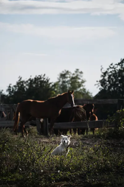 Piccolo Cane Pastore Bianco Siede Custodisce Cavalli Pascolo Affascinante Mongolo — Foto Stock