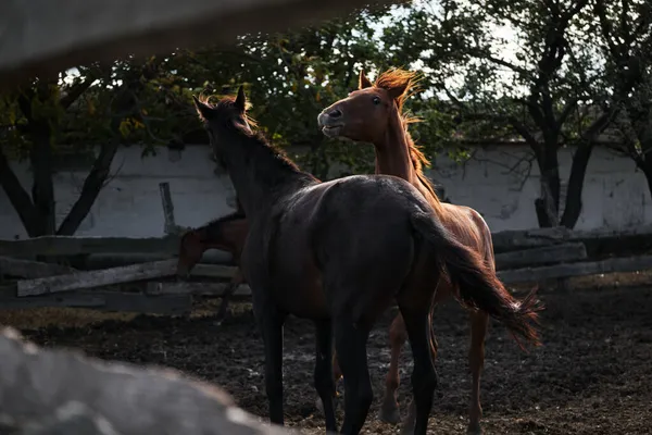 Два Прекрасні Дорослі Коні Ються Або Бавляться Парканом Коричневі Чорні — стокове фото