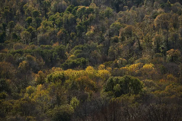 Naranjos Verdes Distancia Vista Aves Del Bosque Amarillo Otoñal Desde —  Fotos de Stock