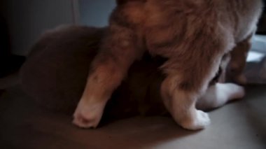 Avustralyalı çoban kulübesi. 4K köpek videosu. İki kahverengi Avustralyalı köpek yavrusu birlikte oynuyorlar. Bir köpek yavrusu, kardeşlerinin pençelerini ve karnını ısırır. Mutluluğun kabarık topakları, evcil hayvanlar.