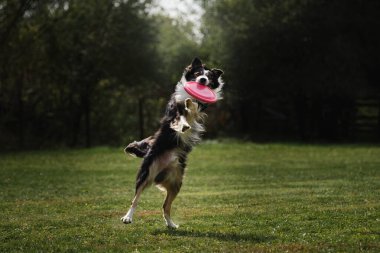 Siyah beyaz tüylü sınır çobanı yükseğe sıçrıyor ve ağzıyla uçan özel bir plastik disk yakalıyor. Parktaki yeşil alanda köpeklerle yapılan yarışmalar ve sporlar.