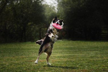 Fluffy border collie of black and white color jumps high and catches special flying plastic disk with mouth. Competitions and sports with dog in fresh air on green field in park. clipart