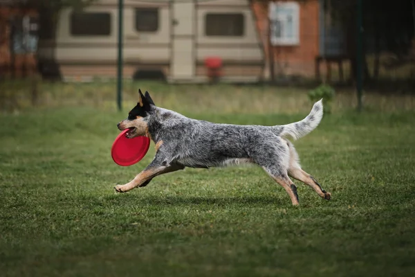 Соревнования Спорт Собакой Свежем Воздухе Зеленом Поле Парке Австралийский Синий — стоковое фото