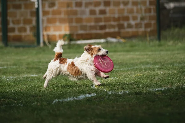 Соревнования Спорт Собакой Свежем Воздухе Зеленом Поле Парке Волосатый Джек — стоковое фото