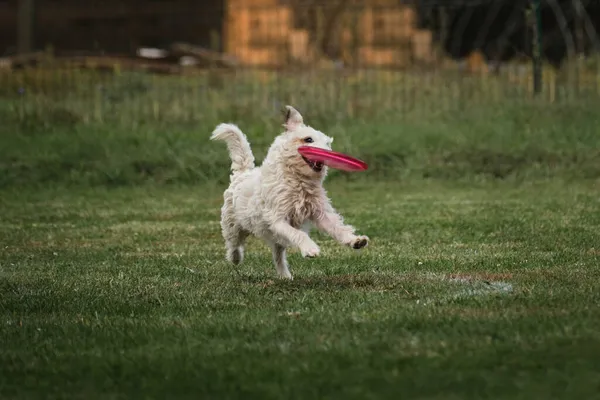 Drut Włosów Jack Russell Terrier Białego Koloru Biega Wesoło Trzyma — Zdjęcie stockowe