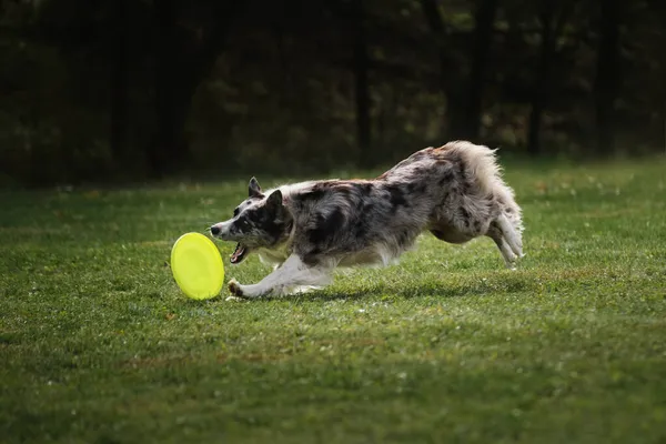 Fluffy Border Collie Merle Cor Corre Rápido Pega Disco Plástico — Fotografia de Stock