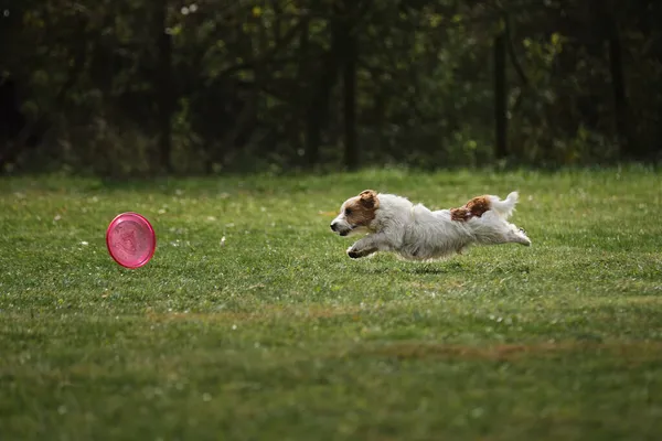 Anjing Berbulu Putih Mencoba Untuk Mengambil Plastik Disk Dengan Gigi — Stok Foto
