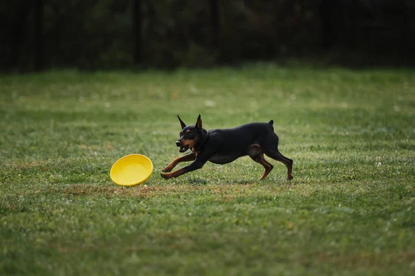Соревнования Спорт Собакой Свежем Воздухе Зеленом Поле Парке Миниатюрный Немецкий — стоковое фото