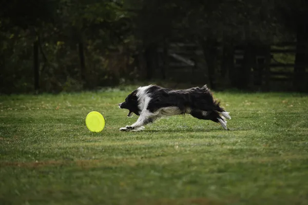 黒と白のふわふわの境界線はすぐに実行され その口で特別な空飛ぶプラスチックディスクをキャッチします 公園の緑のフィールド上の新鮮な空気中の犬との競争とスポーツ — ストック写真