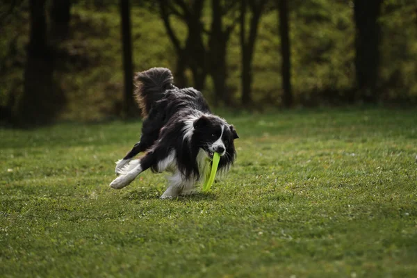 黒と白のふわふわの境界線はすぐに実行され その口で特別な空飛ぶプラスチックディスクをキャッチします 公園の緑のフィールド上の新鮮な空気中の犬との競争とスポーツ — ストック写真