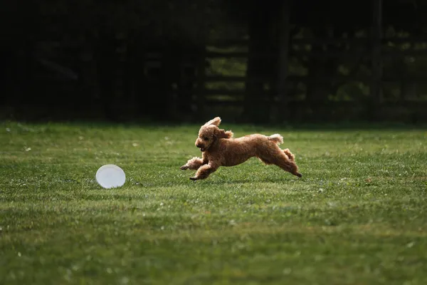 공원의 들판에서 공기를 마시며 스포츠 복숭아 색깔의 장난감 강아지는 빠르게 — 스톡 사진