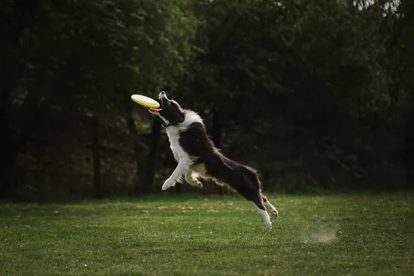 Collie Perbatasan Fluffy Warna Hitam Dan Putih Melompat Tinggi Dan — Stok Foto