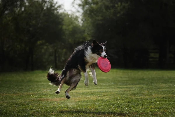 Collie Perbatasan Fluffy Warna Hitam Dan Putih Melompat Tinggi Dan — Stok Foto