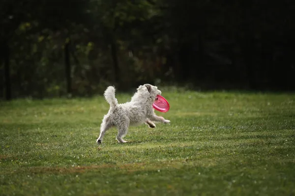 Kompetisi Dan Olahraga Dengan Anjing Udara Segar Lapangan Hijau Taman — Stok Foto