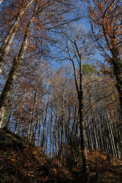 Outono Floresta Novembro Dourada Dia Ensolarado Quente Céu Azul Ramos — Fotografia de Stock