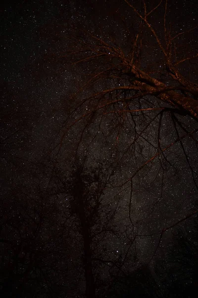 Яркое Звездное Небо Лесу Ветви Деревьев Поднимаются Высоко Силуэты Деревьев — стоковое фото