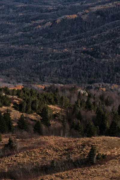 Vacker Minimalistisk Bakgrund Höstskog Från Fågelperspektiv Gul Träd Firar Och — Stockfoto