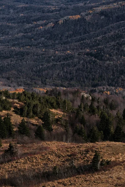 Fundo Minimalista Bonito Floresta Outono Vista Olhos Pássaros Árvores Amarelas — Fotografia de Stock