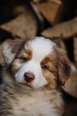 Safkan genç bir köpek. Çekici Avustralya çoban köpeğinin portresi köydeki kesilmiş kütüklerin arka planına karşı. Avustralyalı kızıl neşe küçük ve sevimli.