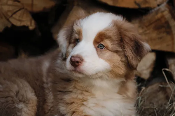 Safkan Genç Bir Köpek Çekici Avustralya Çoban Köpeğinin Portresi Köydeki — Stok fotoğraf