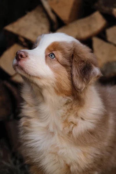 Vollbluthund Portrait Des Charmanten Australian Shepherd Welpen Vor Dem Hintergrund — Stockfoto