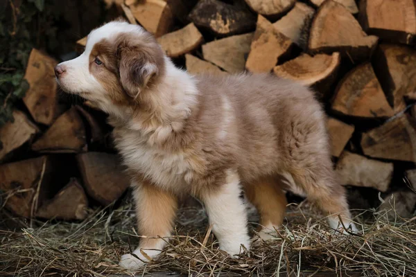 Portrait Charming Australian Shepherd Puppy Background Chopped Logs Village Aussie — Stock Photo, Image