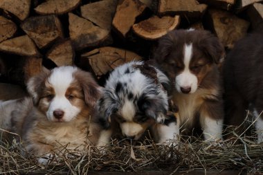 Üç Avustralyalı köpek yavrusu kırmızı ve mavi Merle ve üç renkli en iyi arkadaşlar ve çöpçüler. Bir parça Avustralya çoban köpeği. Köyde temiz havada köpek yetiştirmek için. Arka planda Hay ve Günlük Kaydı.