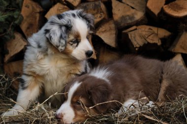İki Avustralyalı köpek yavrusu mavi merle ve kırmızı üç renkli en iyi arkadaşlar ve çöpçüler. Bir parça Avustralya çoban köpeği. Köyde temiz havada köpek yetiştirmek için. Arka planda Hay ve Günlük Kaydı.