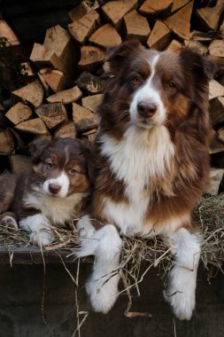 Avustralyalı bir köpek yavrusu anne kırmızı üç renkli rengin yanında. Bir parça Avustralya çoban köpeği. Köyde temiz havada köpek yetiştirmek için. Arka planda Hay ve Günlük Kaydı.