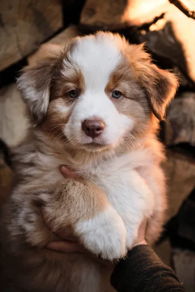 人类的幼犬饲养者抱着一只红色的澳大利亚牧羊犬的幼犬 展示和示范小猎狗 以原木为背景的乡村小狗 — 图库照片