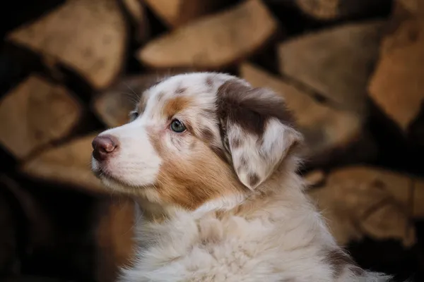 Cão Puro Jovem Retrato Charmoso Cachorro Pastor Australiano Contra Fundo — Fotografia de Stock