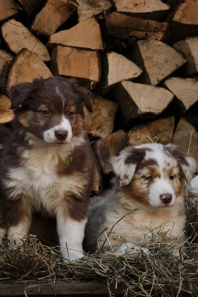Dois Cachorros Australianos Merle Vermelho Tricolor São Melhores Amigos Companheiros — Fotografia de Stock