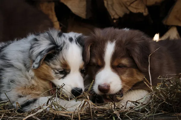 Dois Cachorros Aussie Azul Merle Tricolor Vermelho São Melhores Amigos — Fotografia de Stock