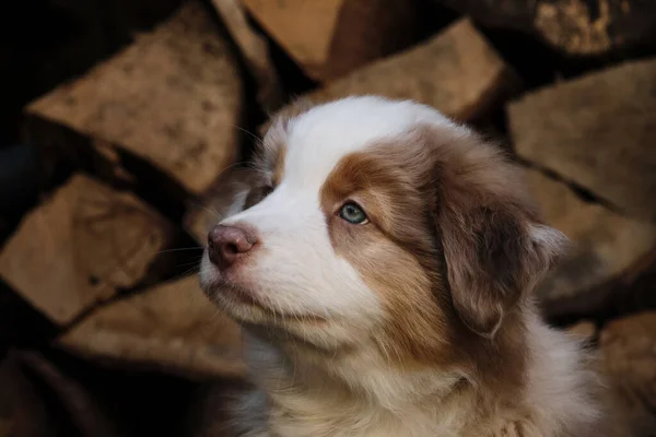 Cão Puro Jovem Retrato Charmoso Cachorro Pastor Australiano Contra Fundo — Fotografia de Stock