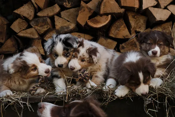 Cinco Cachorros Aussie Vermelho Azul Merle Tricolor São Melhores Amigos — Fotografia de Stock
