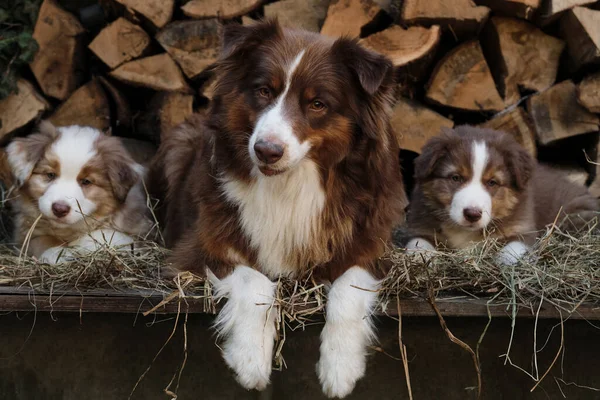 Two Aussie Puppies Red Merle Tricolor Lying Next Mother Both — Stock Photo, Image