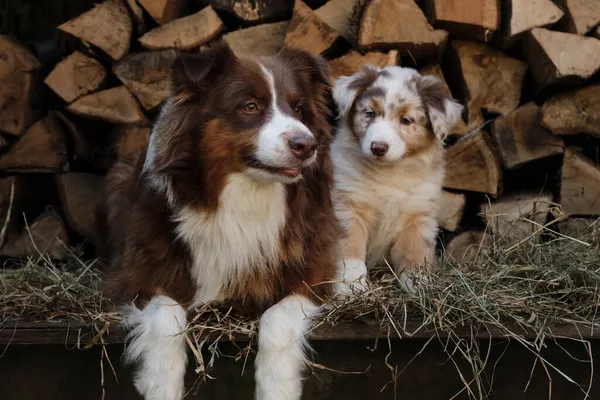 Satu Merle Puppy Merah Aussie Samping Warna Merah Ibu Sampah — Stok Foto