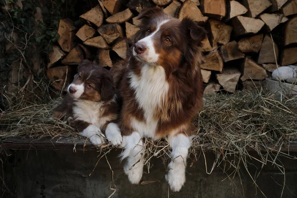 Avustralyalı bir köpek yavrusu anne kırmızı üç renkli rengin yanında. Bir parça Avustralya çoban köpeği. Köyde temiz havada köpek yetiştirmek için. Arka planda Hay ve Günlük Kaydı.