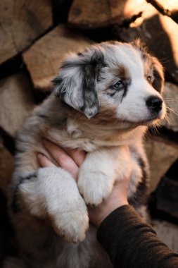 Şecereli köpeklerin insan yetiştiricisi Avustralya çobanı mavi Merle 'nin köpeğini kollarına aldı. Küçük Avustralyalı köpeği göster ve göster. Kütüklerin arka planında köy köpeği.