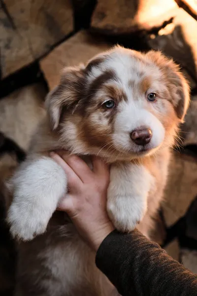 Menselijke Fokker Van Stamboom Honden Houdt Puppy Van Australische Herder — Stockfoto