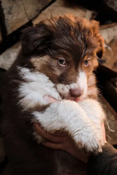 Muestra Demuestra Pequeño Perro Australiano Cachorro Pueblo Sobre Fondo Troncos —  Fotos de Stock