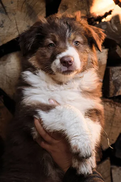 Mostrar Demonstrar Pouco Cão Aussie Cachorrinho Aldeia Segundo Plano Logs — Fotografia de Stock