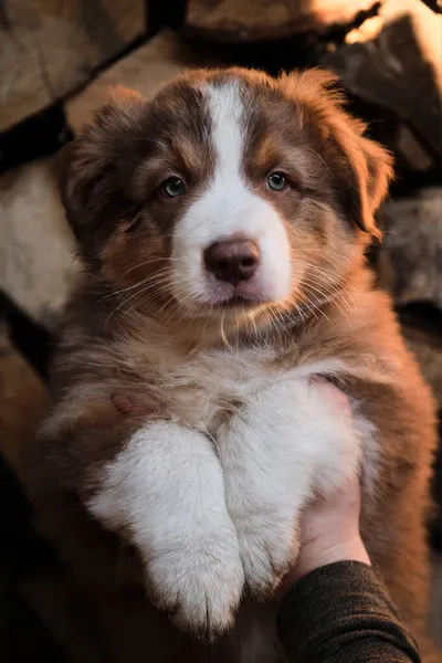 Küçük Avustralyalı Köpeği Göster Göster Kütüklerin Arka Planında Köy Köpeği — Stok fotoğraf