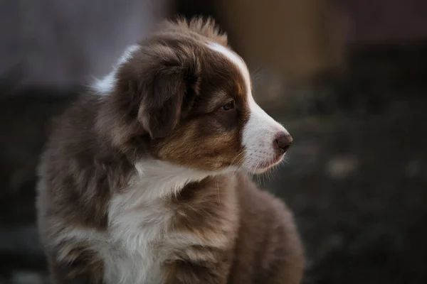 オーストラリアの羊飼いの子犬の赤い三色の肖像画 徹底的に飼育された犬のアウシはとても可愛くて美しいです 若い犬のスマートな外観 — ストック写真